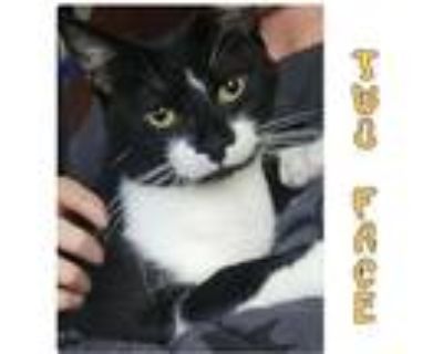 Adopt TWO FACE a Tabby
