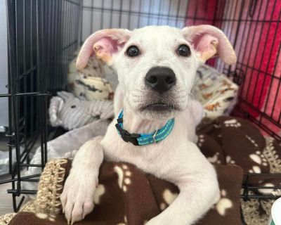 Jack-Jack - Labrador Retriever & Terrier Mix Male Puppy for Adoption