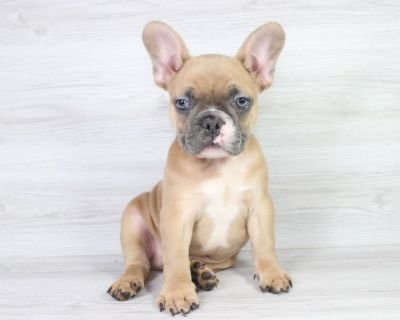 Beautiful Miniature French Bulldog Puppy