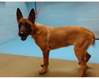 A537581 - Belgian Malinois Female Puppy for Adoption