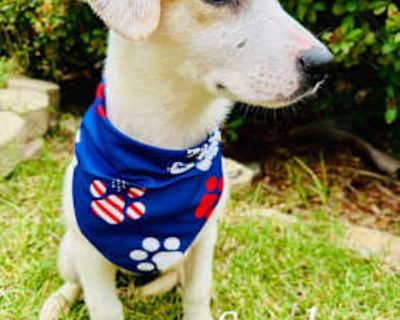 Scarlette - Labrador Retriever/Great Pyrenees Mix Female Puppy for Adoption
