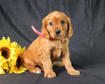 Monica - 6 Weeks Female Miniature Golden Retriever Puppy for Sale