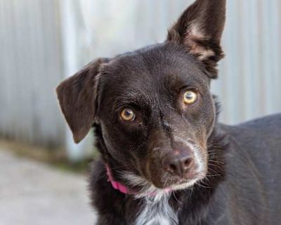LuLu - Border Collie/Australian Cattle Dog Mix Female Dog for Adoption