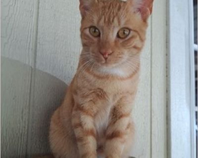 Simba - Male Kitten American Shorthair / Domestic Cat for Adoption