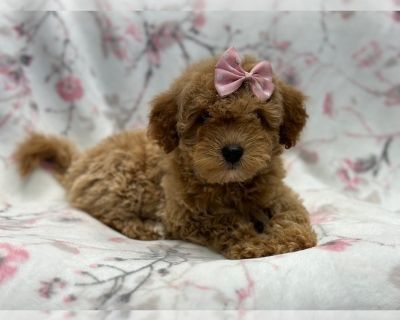 Swirl - Goldendoodle (Miniature) Female Puppy for Sale