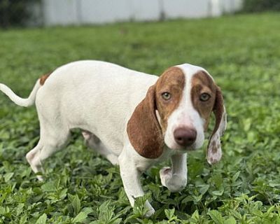 Myakka Puppy Billy - Beagle/Hound (Unknown Type) Mix Male Puppy for Adoption