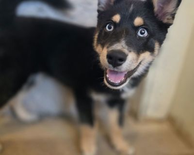Meet Ally! At just 3.5-4 months old, this sweet but spunky husky mix is ready to take on the world - and she'll tell you all about it! Ally loves to use her voice, so no rental homes, please - her enthusiasm might be a bit much for shared walls. True to her husky side, Ally is still working on kennel training and isn't shy about expressing her very strong opinions on the matter. She likes to ma...