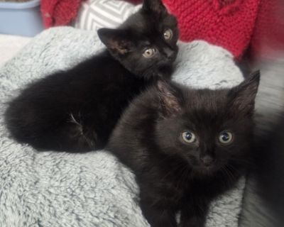 Dusk - Domestic Short Hair Mix Female Cat for Adoption