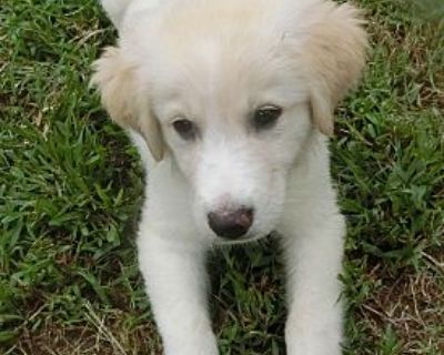 Sunny - Golden Retriever/Great Pyrenees Mix Female Puppy for Adoption