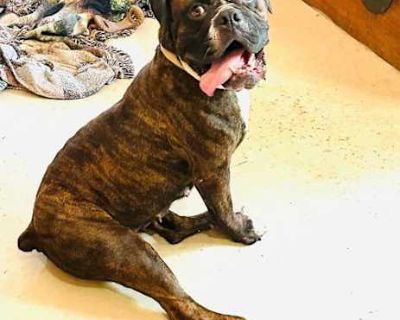 Sheeba - American Bulldog/English Bulldog Mix Female Dog for Adoption