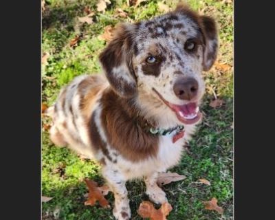 New Arrival-Jessie is a 1 year old Mini Australian Shepherd & weighs 20lbs of pure love. She is great with other dogs and walks great on a leash. Dog door trained and house trained. Jessie is fully vetted, spayed, micro-chipped and heartworm tested negative. She has one request, that her new forever family has a fully fenced in back yard. For more information, please fill out our easy on-line a...