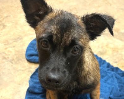 Penelope *Available Soon* - Chihuahua Mix Female Dog for Adoption