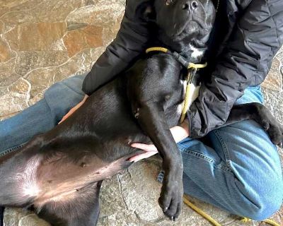 Young. Black. Just arrived from the streets of Mexico where she was one of 15 dogs living on the streets with a man While we are still getting to know her, what we know so far is: - She is just a super sweet lovable girl, greets everybody with wiggles - She plays with the other dogs and also good at chilling - Sleeps through the night in her crate, and enjoying taking naps in there. Although sh...