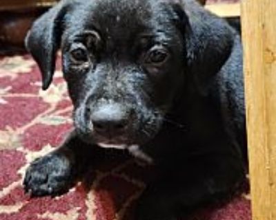 Tyson - Mixed Breed (Medium) Male Puppy for Adoption