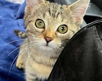 Meet Zia! What a sweet little girl! Look at that darling round face. Such a gentle love, and you rarely hear a peep out of her. Zia is content to perch on the top of the vertical tower or in the little cubby, and wait for her brother Zac to come attack her. They are masters at climbing that tower! These kittens just love to play! If you ve been dreaming of adopting a bonded pair, Zia and Zac ar...