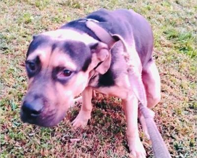 Mason is described by his foster as having the 'best personality.' He is a true rescue ~ saved at the last minute from a high k!ll shelter in Georgia. Mason is a young 4 years old and comes to you fully vetted! He needs a loving and safe home where he can bloom into the best pup that he can be! Mason is currently with an emergency foster near Stroudsburg PA, but needs out ASAP! Please call or t...