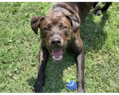 Dog - Mastiff Male Dog for Adoption