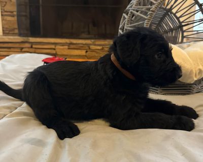 4 Male Giant Schnauzer Puppies for Sale