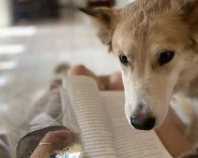 Mara - Husky/German Shepherd Dog Mix Female Dog for Adoption