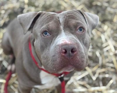 Cracker Jack - American Staffordshire Terrier Male Dog for Adoption