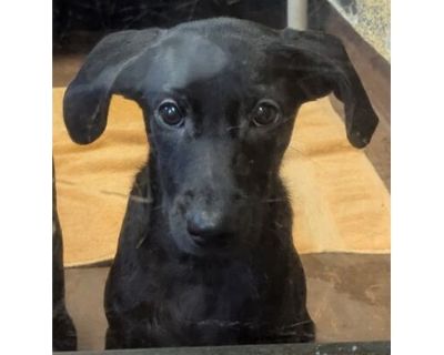 Miley - AVAILABLE - Labrador Retriever/Mixed Breed (Medium) Mix Female Puppy for Adoption