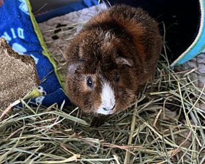 Hazel - Guinea Pig Female for Adoption