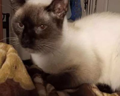##2558735##. Good with kids Good with dogs Good with cats Purebred Shots current Spayed / Neutered Housetrained. Breed Siamese Color Age 6 years 7 months old, Adult Sex Male Pet ID ps_2558735-1447765 Hair Length