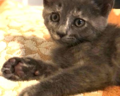 Hi, I'm Yeti. When we were about five weeks old, my three sisters and I were all stuffed in a carrier and abandoned on the PCH. Luckily, we were rescued and brought to SBACC. We then went to a foster home where we got lots of TLC. The four of us look very much alike, so we are all wearing different color collars. Mine is yellow. I'm a friendly kitten who loves to play, especially with string to...