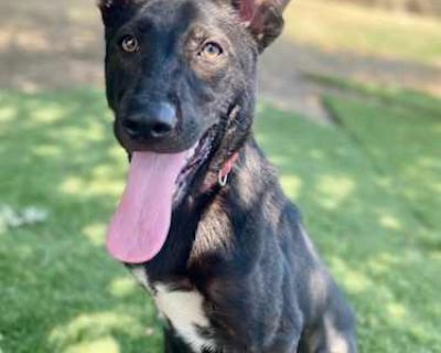 Acacia - Labrador Retriever/Shepherd (Unknown Type) Mix Female Dog for Adoption