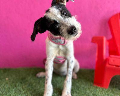 Cindy - Schnauzer & Terrier Mix Female Puppy for Adoption