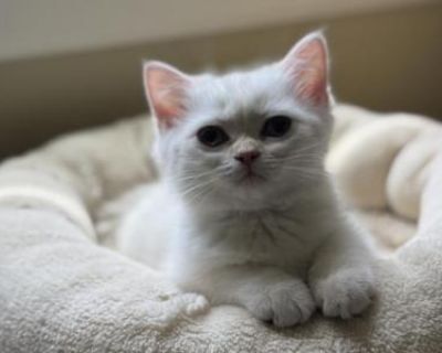 Chloe - British Shorthair Female Kitten For Sale