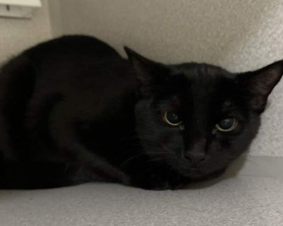 Nica was transferred to the NHSPCA from an overcrowded shelter in Texas. She has been a shy little bean during her time with us, although it is clear that she'd love to make a connection. The hustle & bustle of shelter life is too much for her, so Nica spends a lot of her time hiding. However, she is very receptive to soft voices & head scratches, and she LOVES Churu snack tubes. We suspect tha...