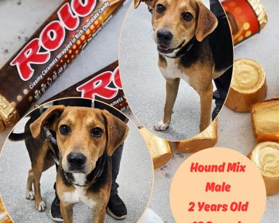 Rolo - Hound Mix Male Dog for Adoption