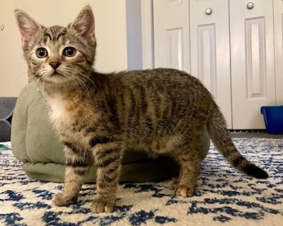 Louise - Domestic Short Hair Female Cat for Adoption