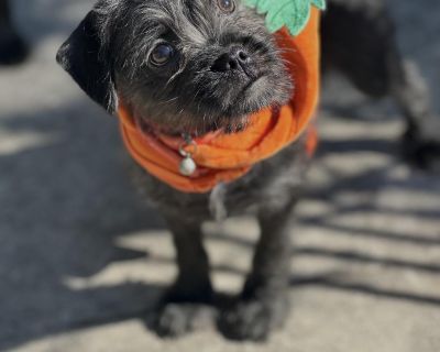 Meet Monkey! This sweet little guy is an 13 week-old Pug/Yorkie mix bursting with love, energy, and personality! Monkey is an incredibly social pup who enjoys spending time with his foster siblings both dogs and cats. He loves playtime and is always ready for fun, but he s also learning his manners and doing great with house and kennel training. With his curious nature and big heart, Monkey is ...