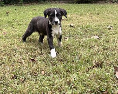 Essie - Collie/American Pit Bull Terrier Mix Female Puppy for Adoption