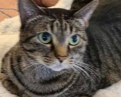 Minnie and her brother Sonny are a sweet, friendly, gentle pair of kitties! They are very easy going and affectionate, especially Sonny. They are OK with other friendly cats, but would be just as happy as the only felines in the house. They haven't been around kids but would probably be OK with gentle, well mannered children. They are a bonded pair and must be adopted together. Minnie and Sonny...