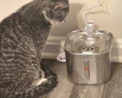 We got magic when he was a kitten from a coworker, now he's a young adult. He's very curious and likes to play. Good with kids and very affectionate also. We have a 6 yr old in our house and she has sensitive skin, they played a lot. Looking for a new home for him. Loving home that's going to care for him like he deserves.. Good with kids Needs experienced adopter Shots current Housetrained. Br...