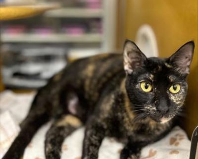 Queen Sunny is looking for a loving foster home to help her recover while she is receiving medical treatment. She would do best as a solo cat in the home! Foster Reason: Upper Respiratory Infection (URI) Foster Time Frame: 2 Weeks (The foster time frame could be longer depending on future medical results and needs.) Foster Care Plan: Queen Sunny is currently being treated for an upper respirato...