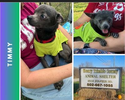 Timmy - Male Puppy Chihuahua mix for Adoption