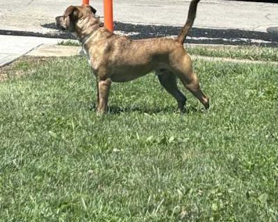 Gunner - American Staffordshire Terrier Male Dog for Adoption