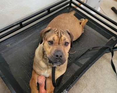Buddy - Cane Corso/Mastiff Mix Male Dog for Adoption