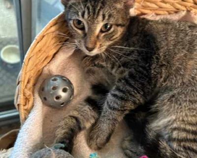 Larissa - Domestic Shorthair Female Cat for Adoption