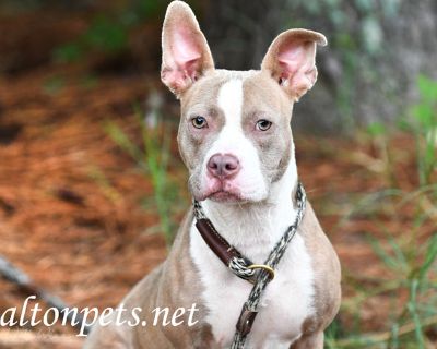 Praline #16546 - Pit Bull Terrier Mix Female Dog for Adoption