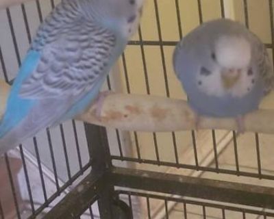 Parakeets - Parakeet - Other for Adoption