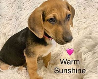 Warm Sunshine - Dachshund/Hound (Unknown Type) Mix Female Puppy for Adoption