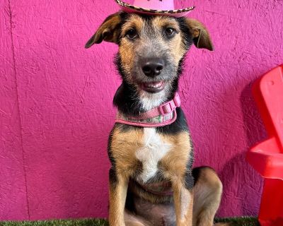 Kay - Wire Fox Terrier & Miniature Pinscher Mix Female Puppy for Adoption