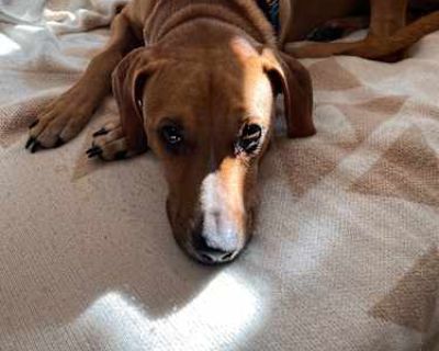 Leia - Hound (Unknown Type) Female Dog for Adoption