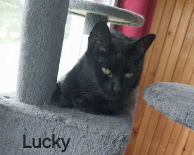 Lucky - Domestic Shorthair Male Cat for Adoption