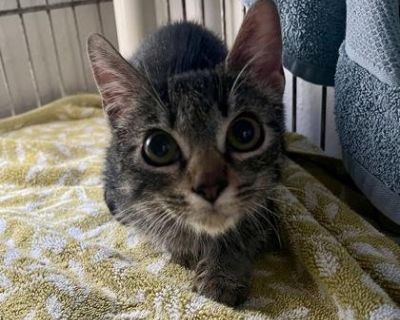 Meet Guppy! She was found as a stray and is still learning to trust people. She may come off as not friendly at first, but once she gets a pet or 2, she is all in for affection. With enough time and patience we know she will be a complete love bug. She just needs a family ready to let her grow at her own pace. If you want to give Guppy the home she deserves, stop by the Marathon Campus today!. ...